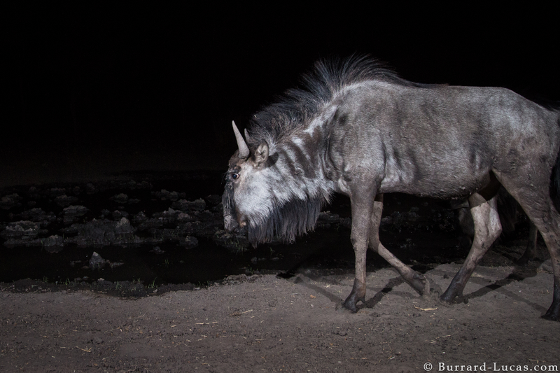 A wildebeest. Credit: Will Burrard-Lucas/WWF-US.